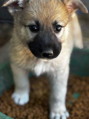 Pauly, adopted, Puppy Male Great Pyrenees.