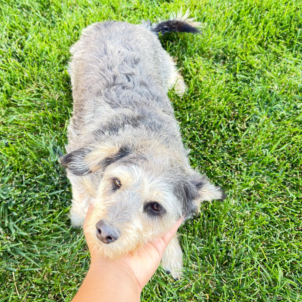 Max 2, Adoptable, Adult Male Miniature Poodle & Chihuahua.
