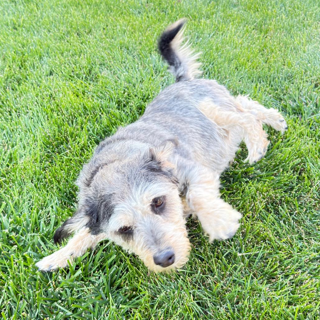 Enlarge Max 2, a Adoptable mixed breed in Cashmere, WA image 2/3