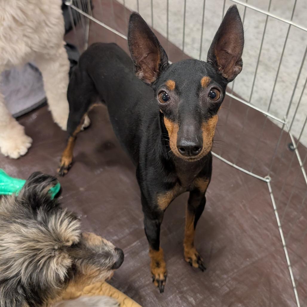 Enlarge Spirit OS AZ, a Adoptable Manchester Terrier in Las Vegas, NV image 2/3