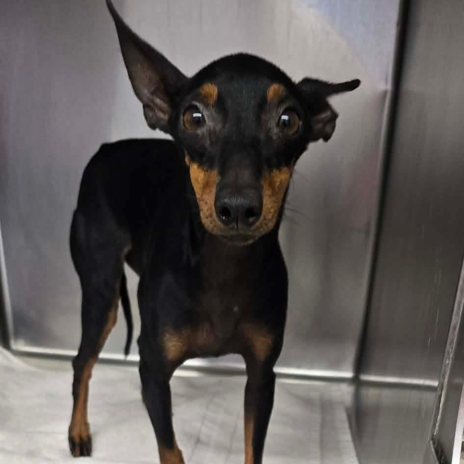 Enlarge Spirit OS AZ, a Adoptable Manchester Terrier in Las Vegas, NV image 3/3