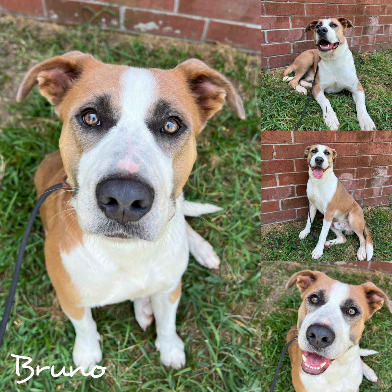 Enlarge Bruno, a Adoptable mixed breed in Copiague, NY image 1/1