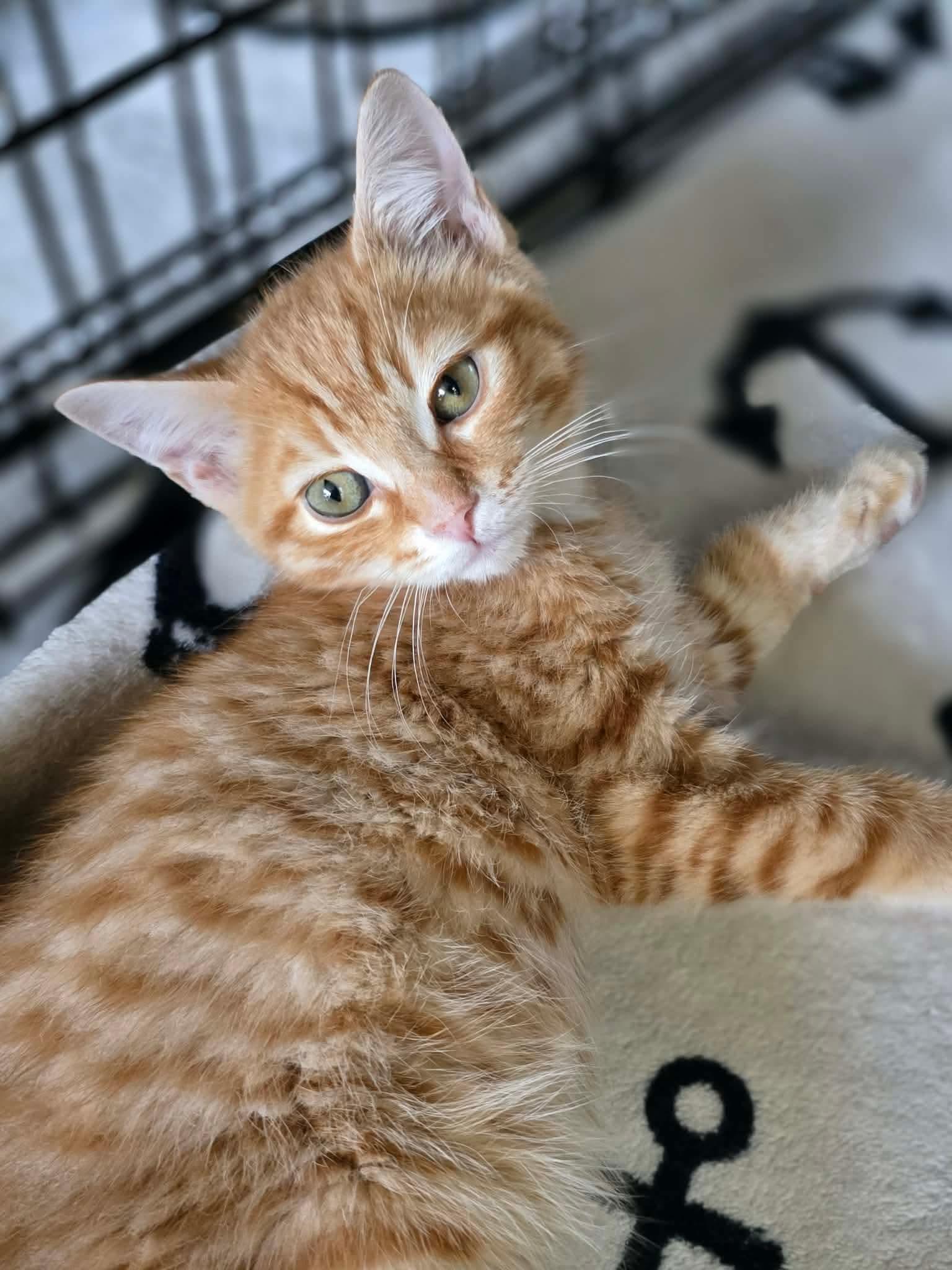 Doritos, an adopted Domestic Short Hair in Terrebonne, QC image 3/6