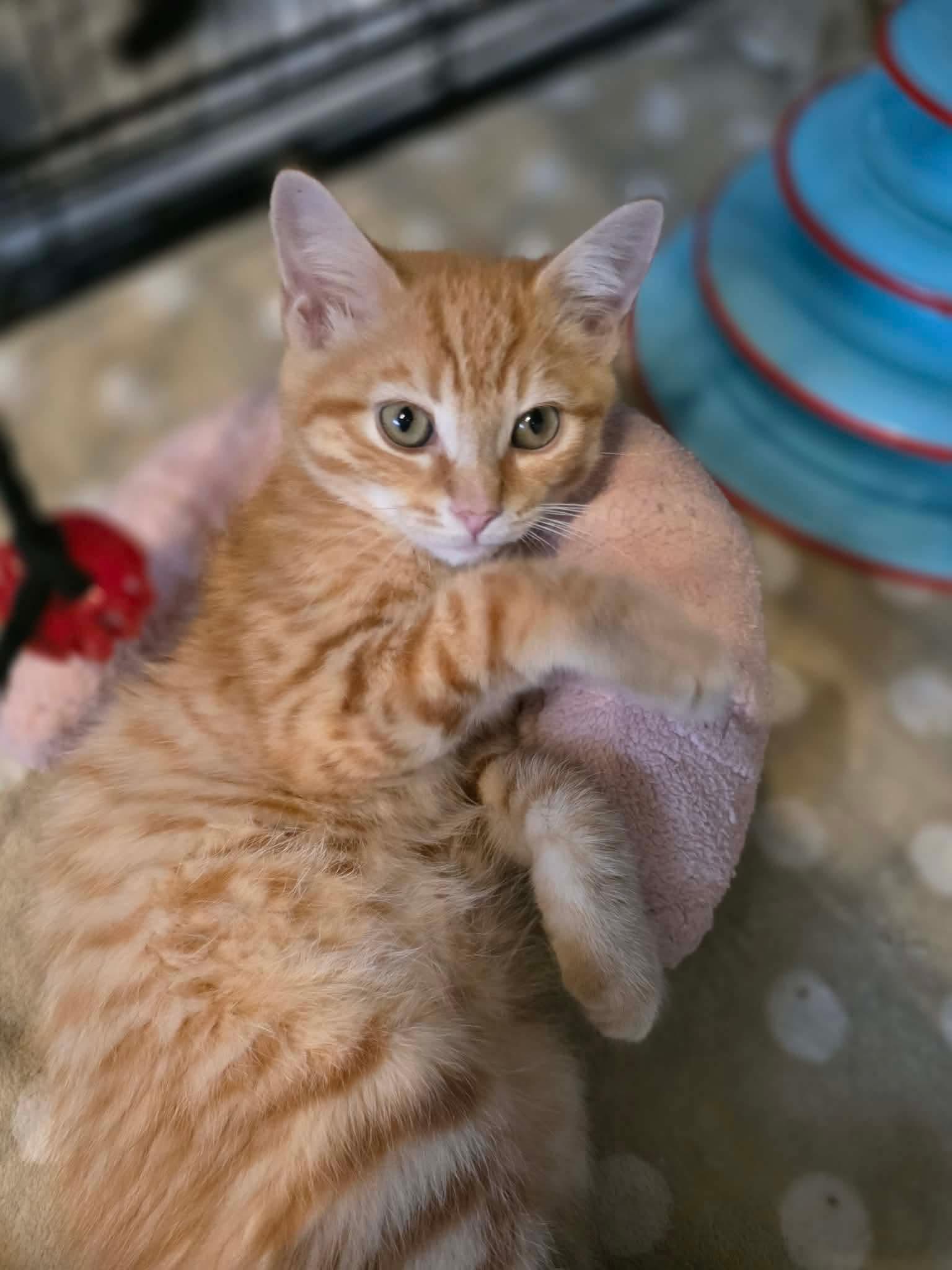 Doritos, an adopted Domestic Short Hair in Terrebonne, QC image 6/6