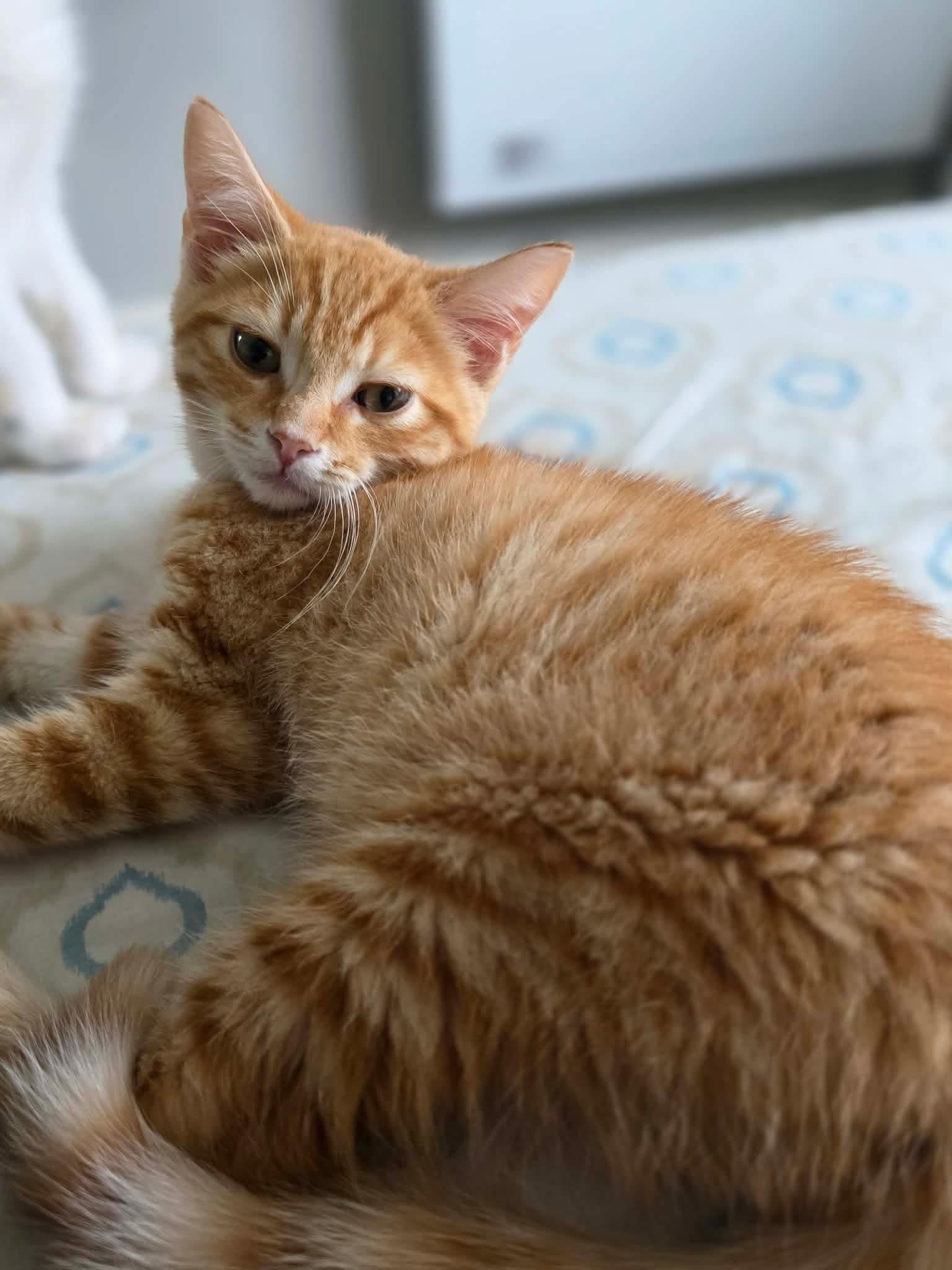 Doritos, an adopted Domestic Short Hair in Terrebonne, QC image 1/6