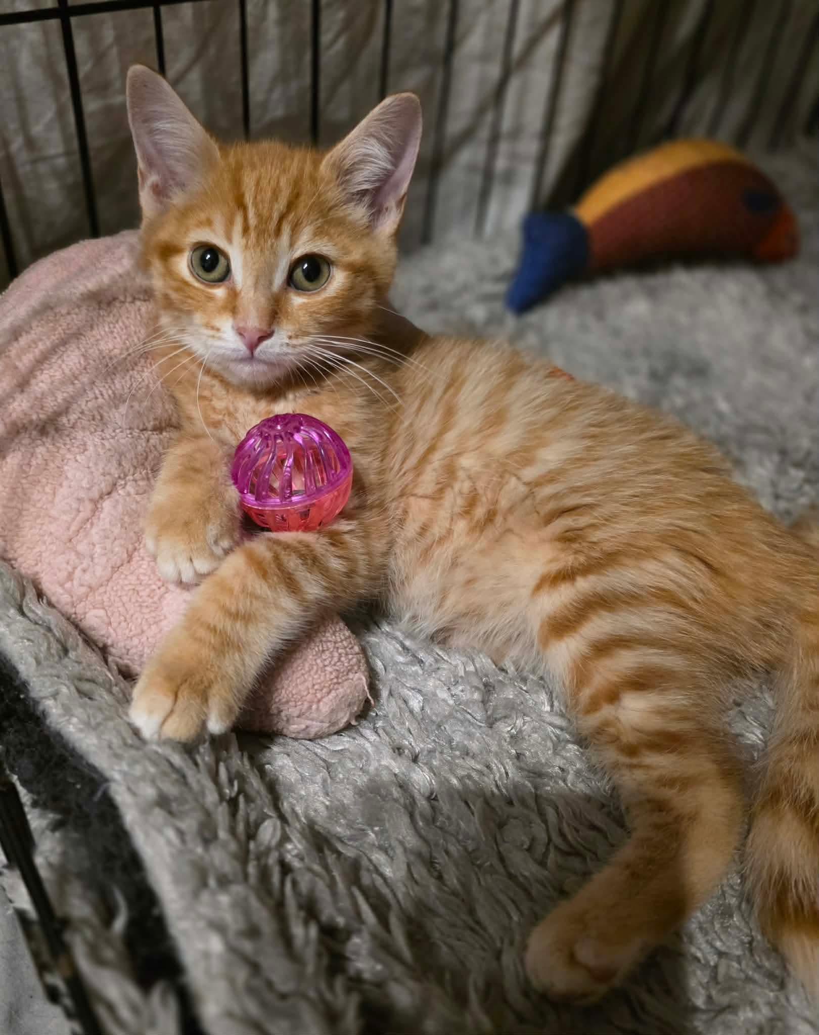 Doritos, an adopted Domestic Short Hair in Terrebonne, QC image 4/6