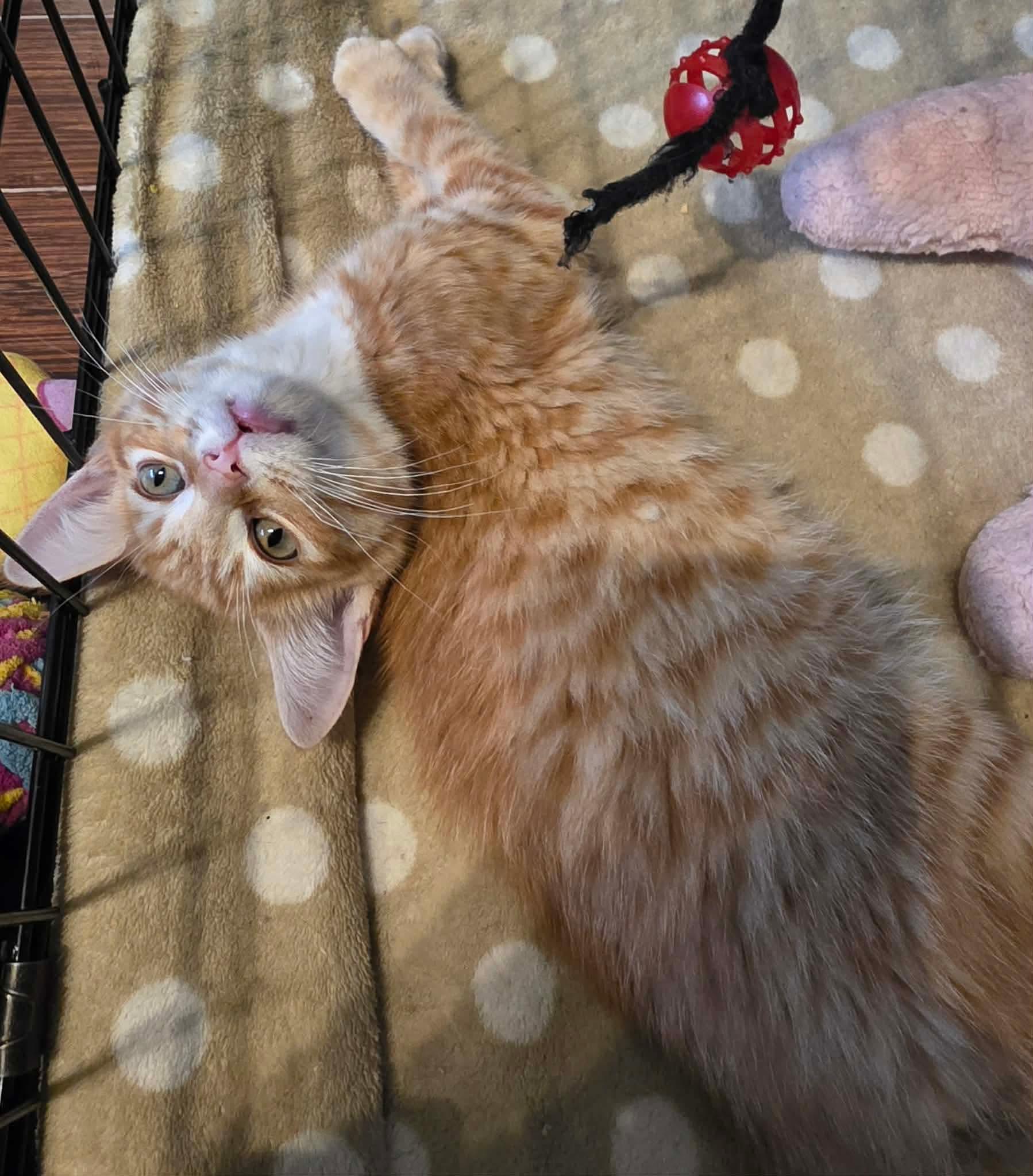 Doritos, an adopted Domestic Short Hair in Terrebonne, QC image 5/6