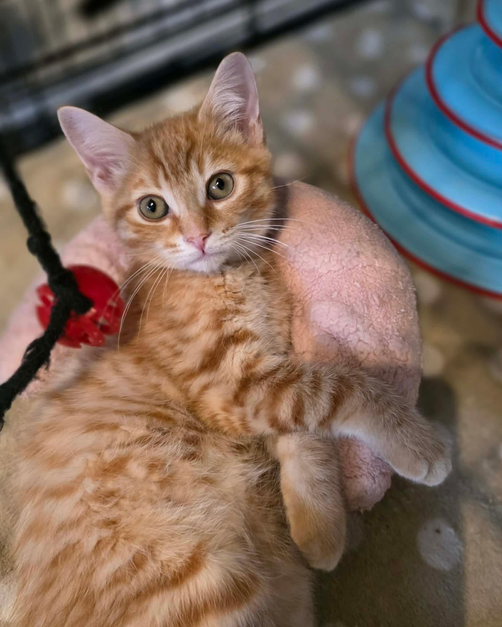 Doritos, an adopted Domestic Short Hair in Terrebonne, QC image 2/6