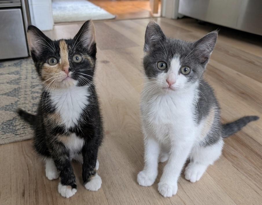 Aster & Zinnia (fabulous bonded pair), adopted, Kitten Female Calico.