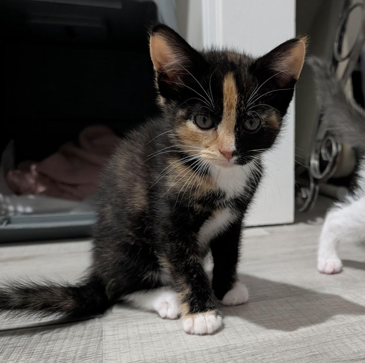 Aster & Zinnia (fabulous bonded pair), an adopted Calico in Torrington, CT image 4/6