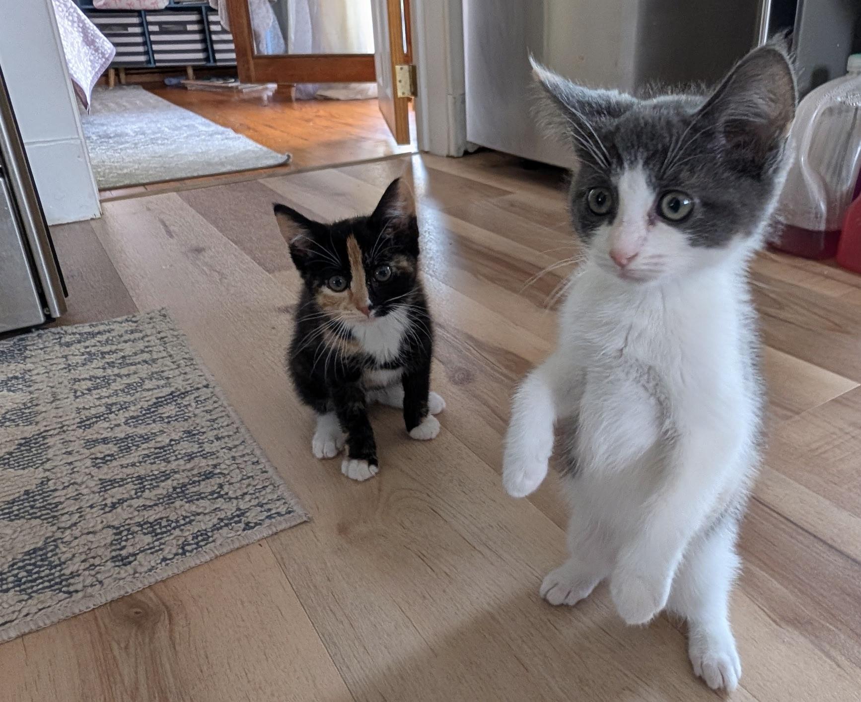 Aster & Zinnia (fabulous bonded pair), an adopted Calico in Torrington, CT image 6/6