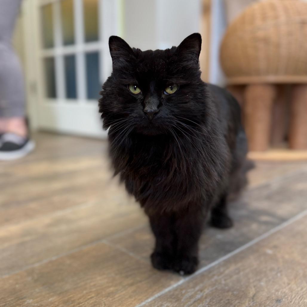 Enlarge Hocus, a Adoptable Domestic Long Hair in Bloomington, IL image 1/2