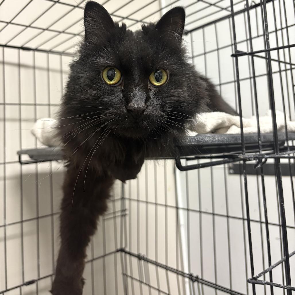 Enlarge Hocus, a Adoptable Domestic Long Hair in Bloomington, IL image 1/1