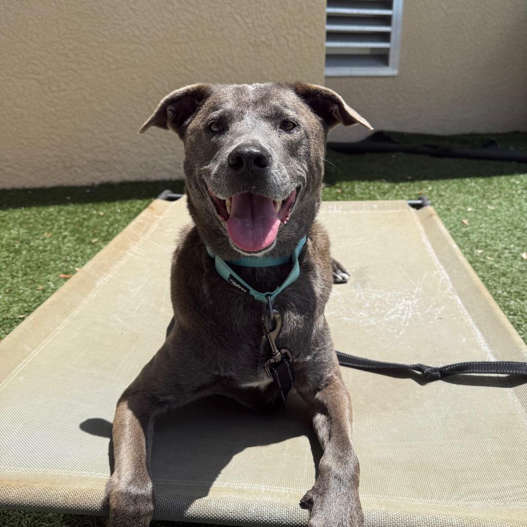 Skyler, Adoptable, Senior Female Mixed Breed.