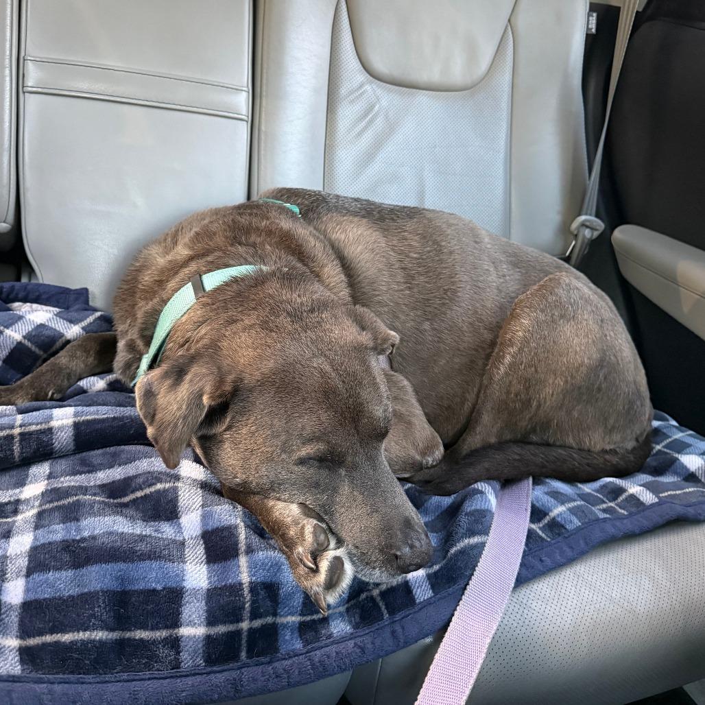 Skyler, a Adoptable Mixed Breed in Naples, FL image 2/6