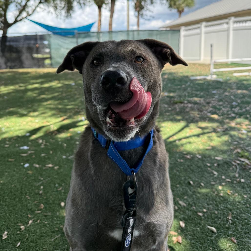 Skyler, a Adoptable Mixed Breed in Naples, FL image 3/6