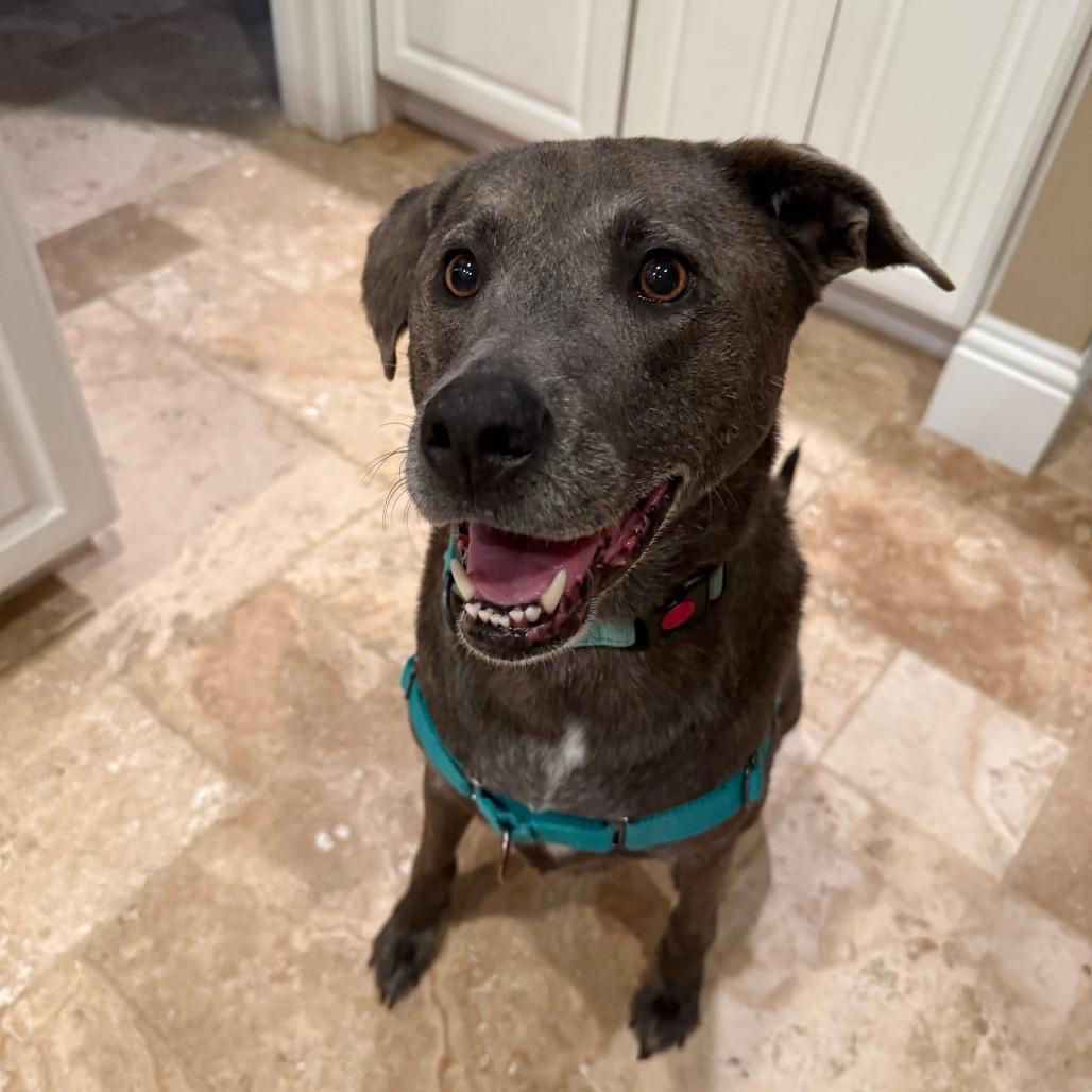 Skyler, a Adoptable Mixed Breed in Naples, FL image 4/6
