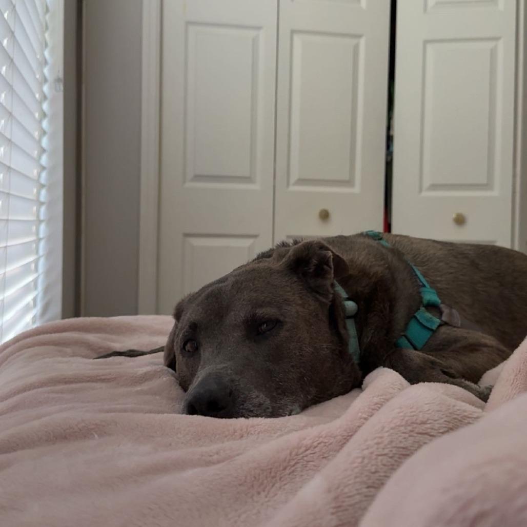 Skyler, a Adoptable Mixed Breed in Naples, FL image 5/6