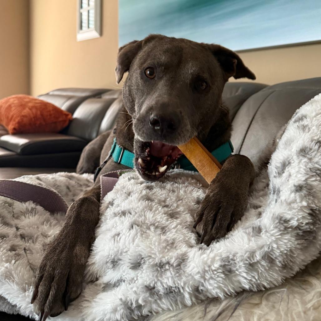 Skyler, a Adoptable Mixed Breed in Naples, FL image 6/6