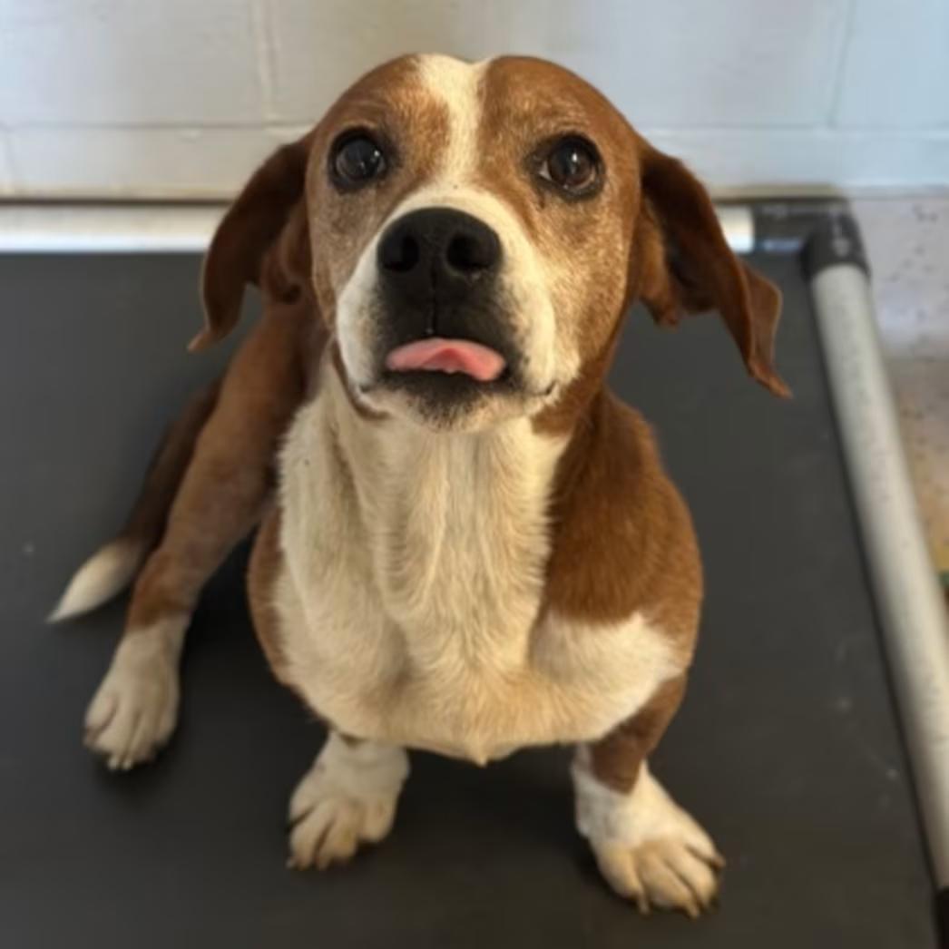 Napoleon, Adopted, Adult Male Beagle.