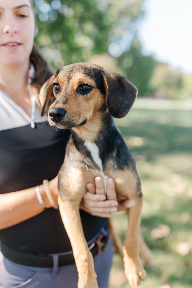 Mason, a Adopted mixed breed in Franklin, TN image 2/5
