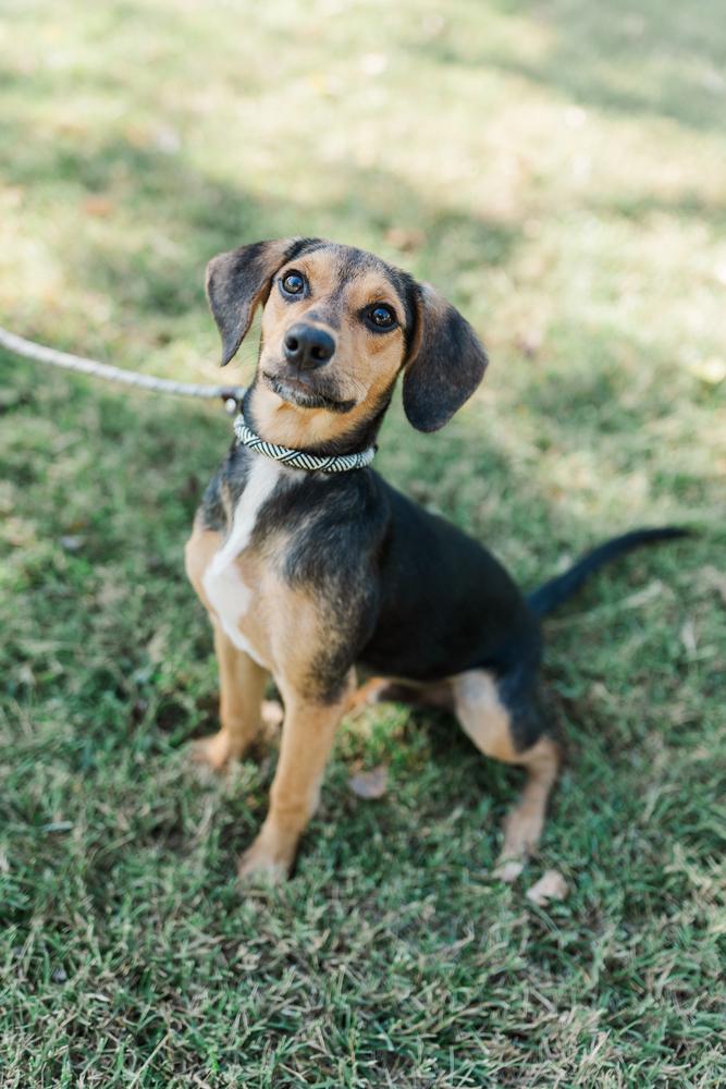 Mason, a Adopted mixed breed in Franklin, TN image 3/5