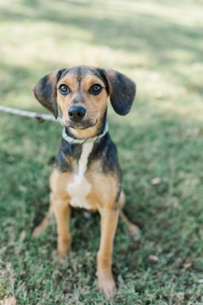 Mason, a Adopted mixed breed in Franklin, TN image 1/5