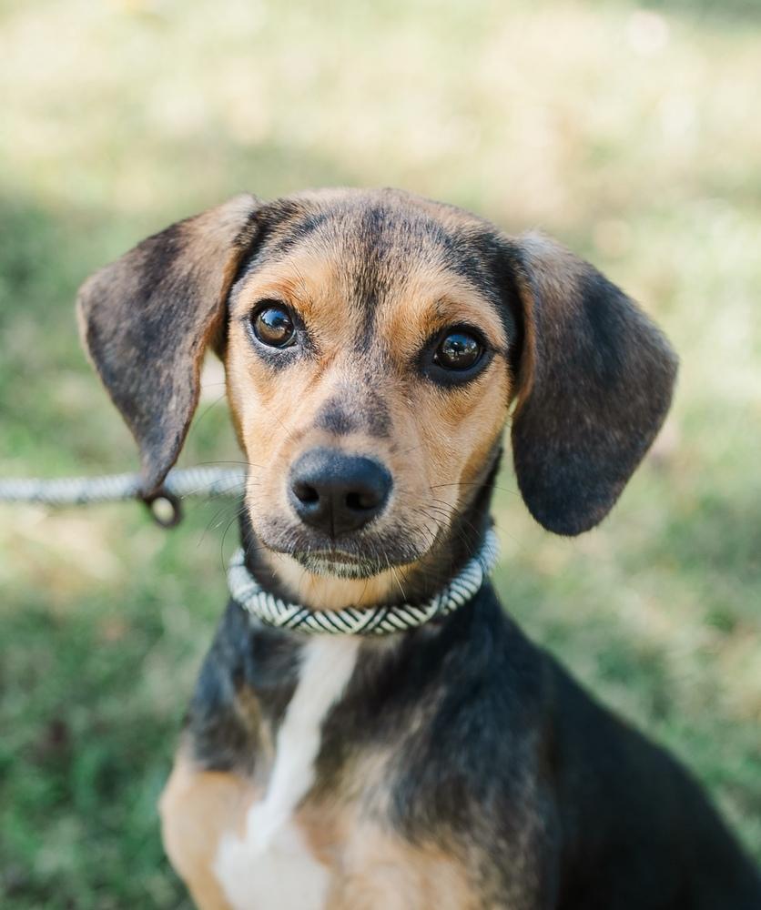 Mason, a Adopted mixed breed in Franklin, TN image 4/5