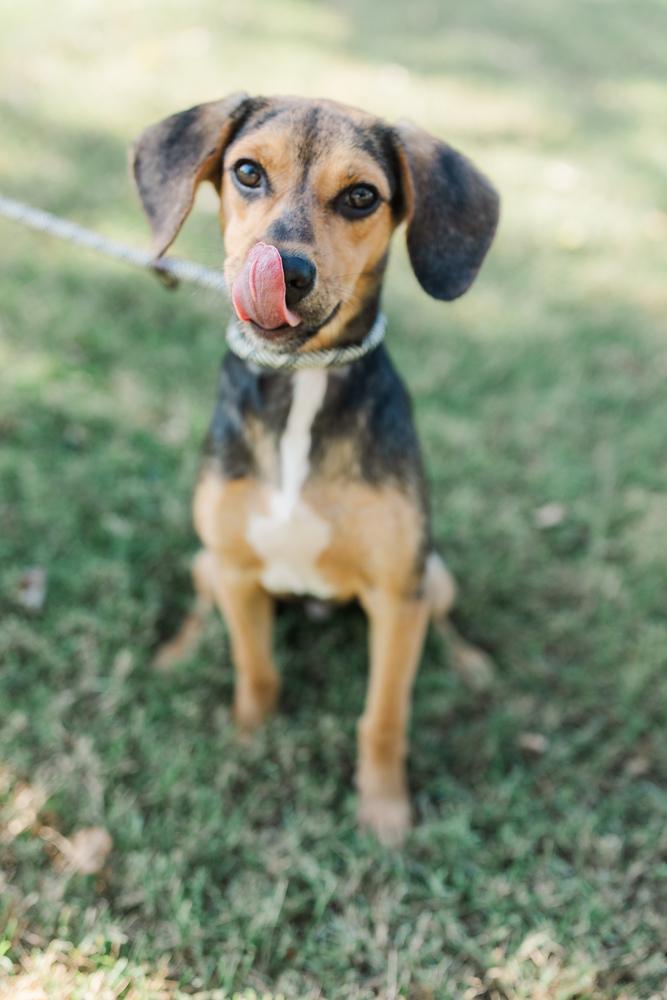 Mason, a Adopted mixed breed in Franklin, TN image 5/5
