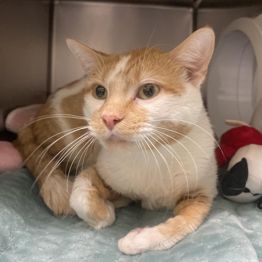 Atari, Adoptable, Young Male Domestic Short Hair.