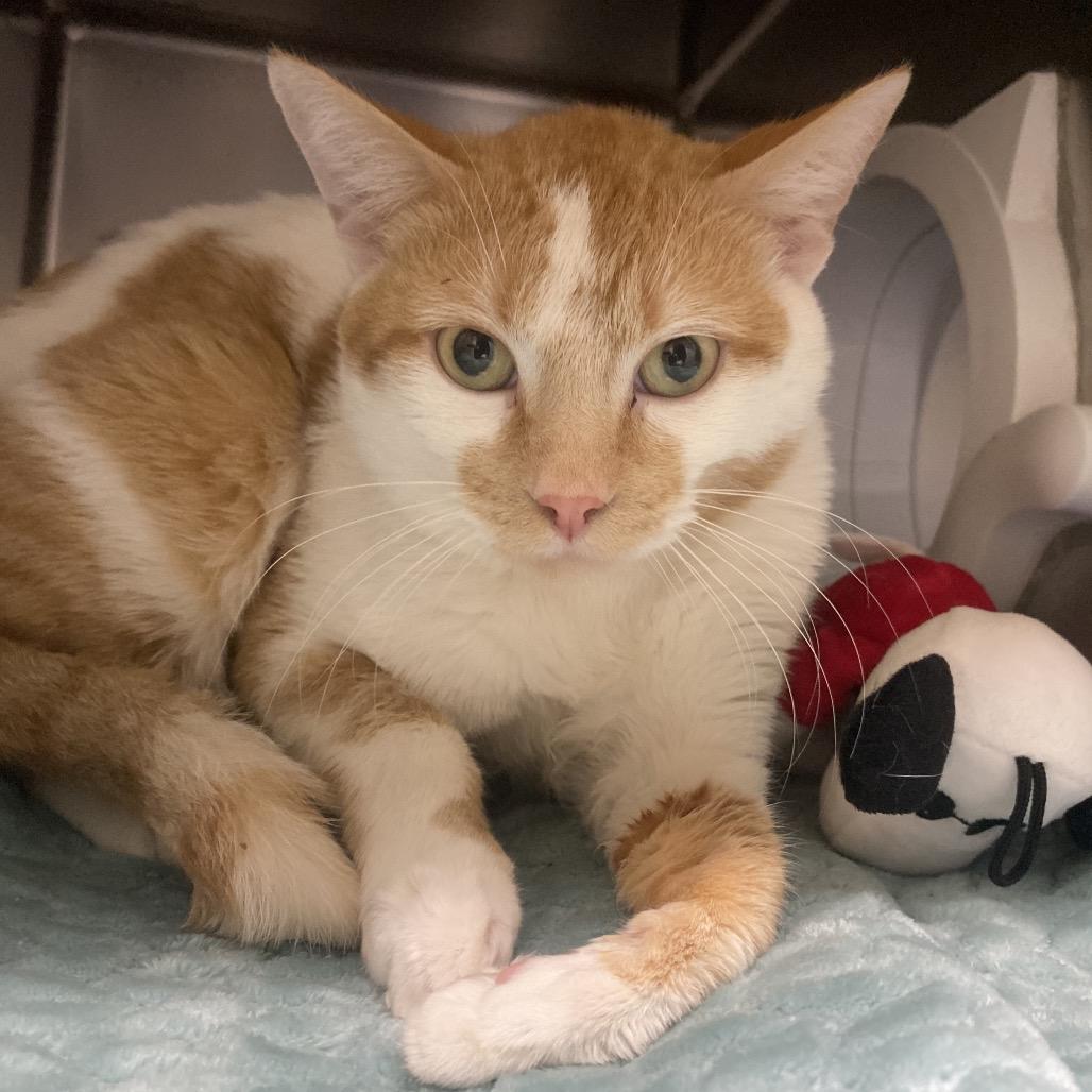 Enlarge Atari, a Adoptable Domestic Short Hair in Canastota, NY image 2/4