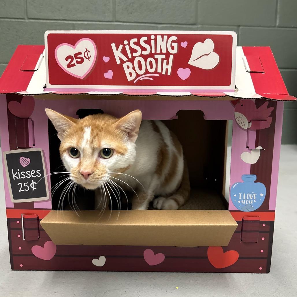 Enlarge Atari, a Adoptable Domestic Short Hair in Canastota, NY image 3/4