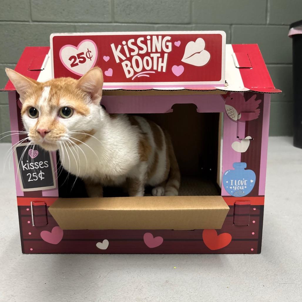 Enlarge Atari, a Adoptable Domestic Short Hair in Canastota, NY image 4/4