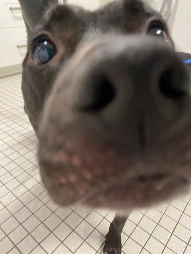 Ace, Adoptable, Adult Male Pit Bull Terrier & Mixed Breed.