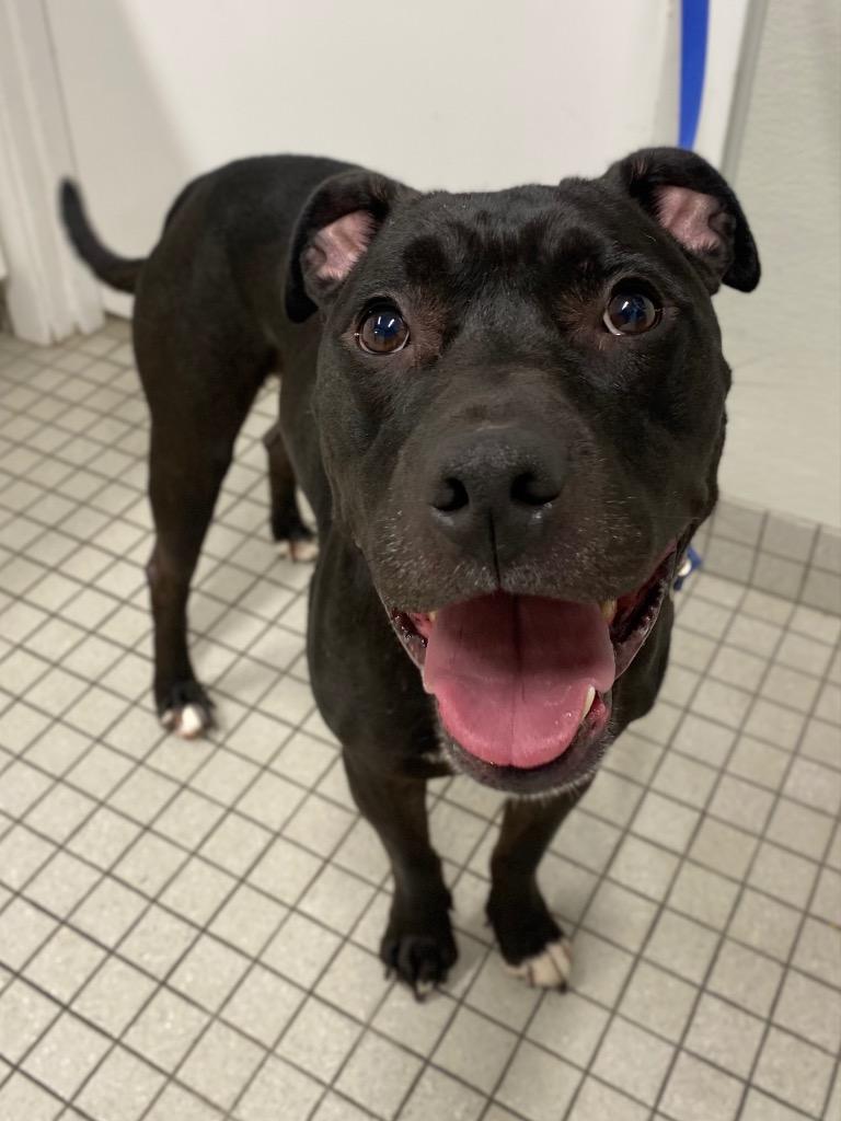 Ace, a Adoptable mixed breed in Fall River, MA image 2/6