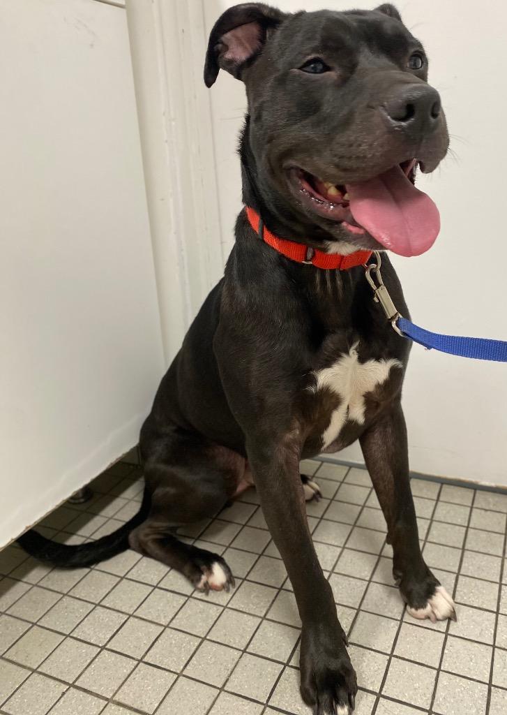 Ace, a Adoptable mixed breed in Fall River, MA image 3/6