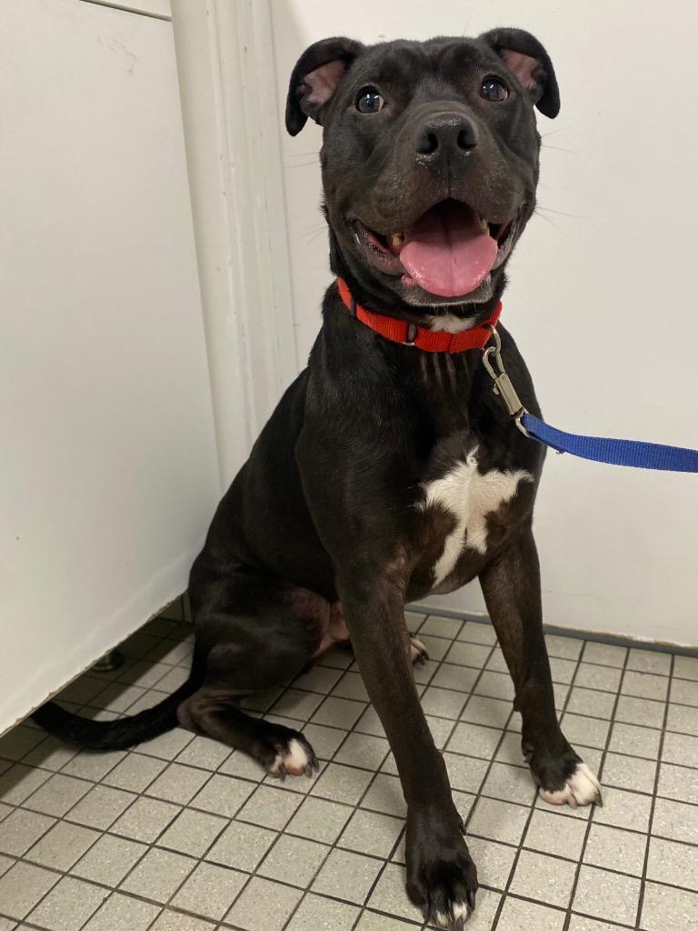 Ace, a Adoptable mixed breed in Fall River, MA image 4/6