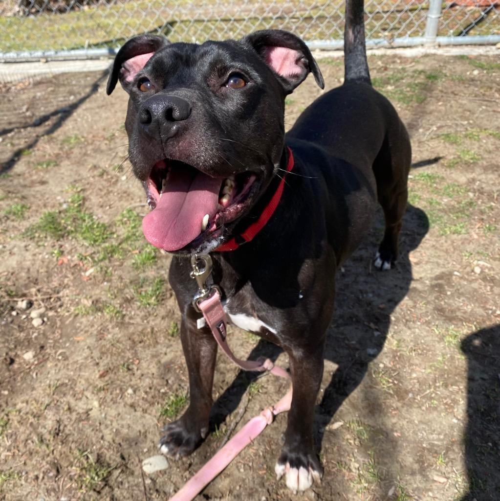 Ace, a Adoptable mixed breed in Fall River, MA image 5/6
