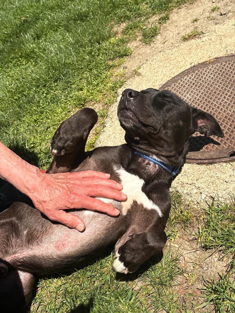 Enlarge Ace, a Adoptable mixed breed in Fall River, MA image 5/6