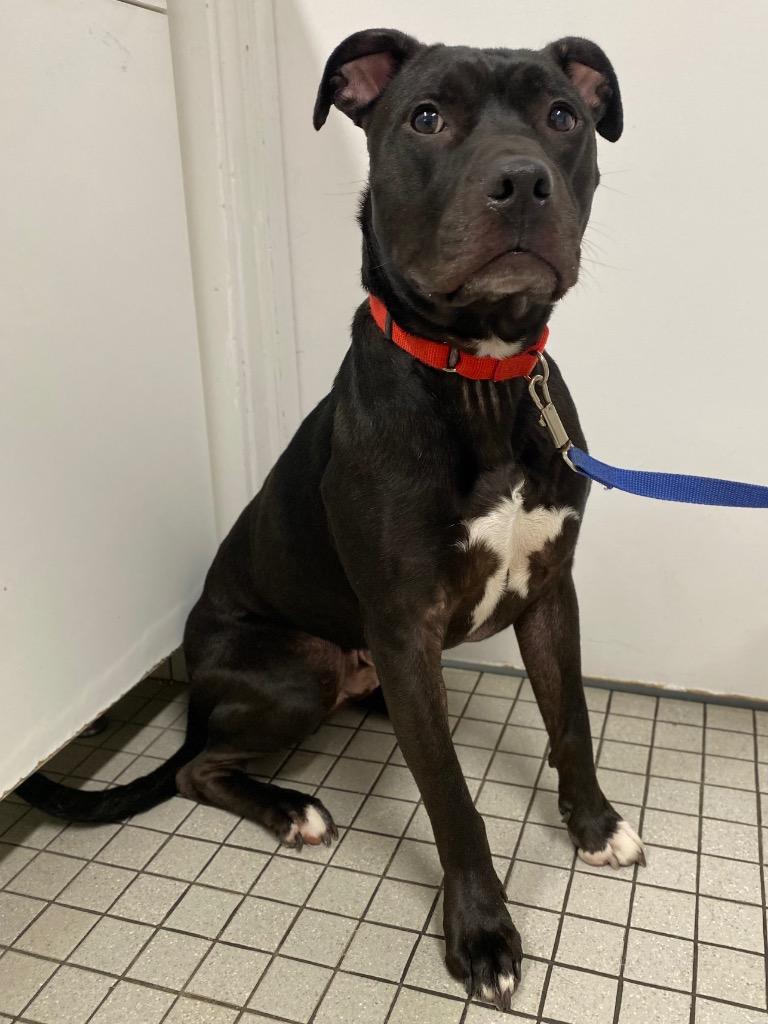 Ace, a Adoptable mixed breed in Fall River, MA image 6/6