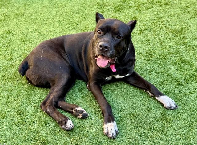 GILLY, a Adoptable mixed breed in Moreno Valley, CA image 2/2