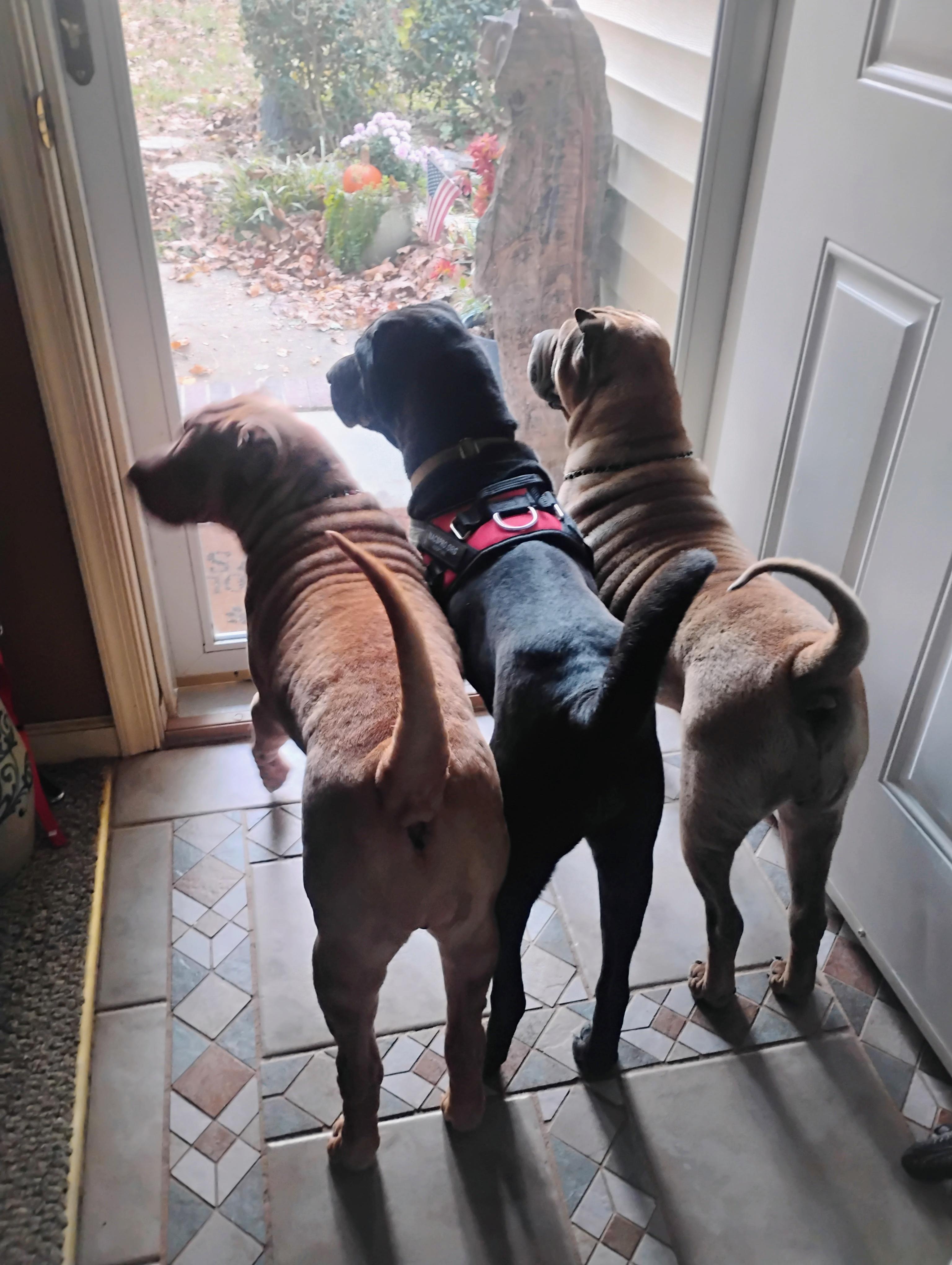 Enlarge BUGSY, a ADOPTABLE Shar-Pei in Olney, MD image 2/5