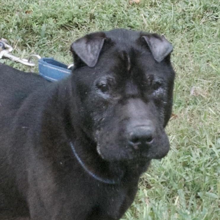 Enlarge BUGSY, a ADOPTABLE Shar-Pei in Olney, MD image 5/5