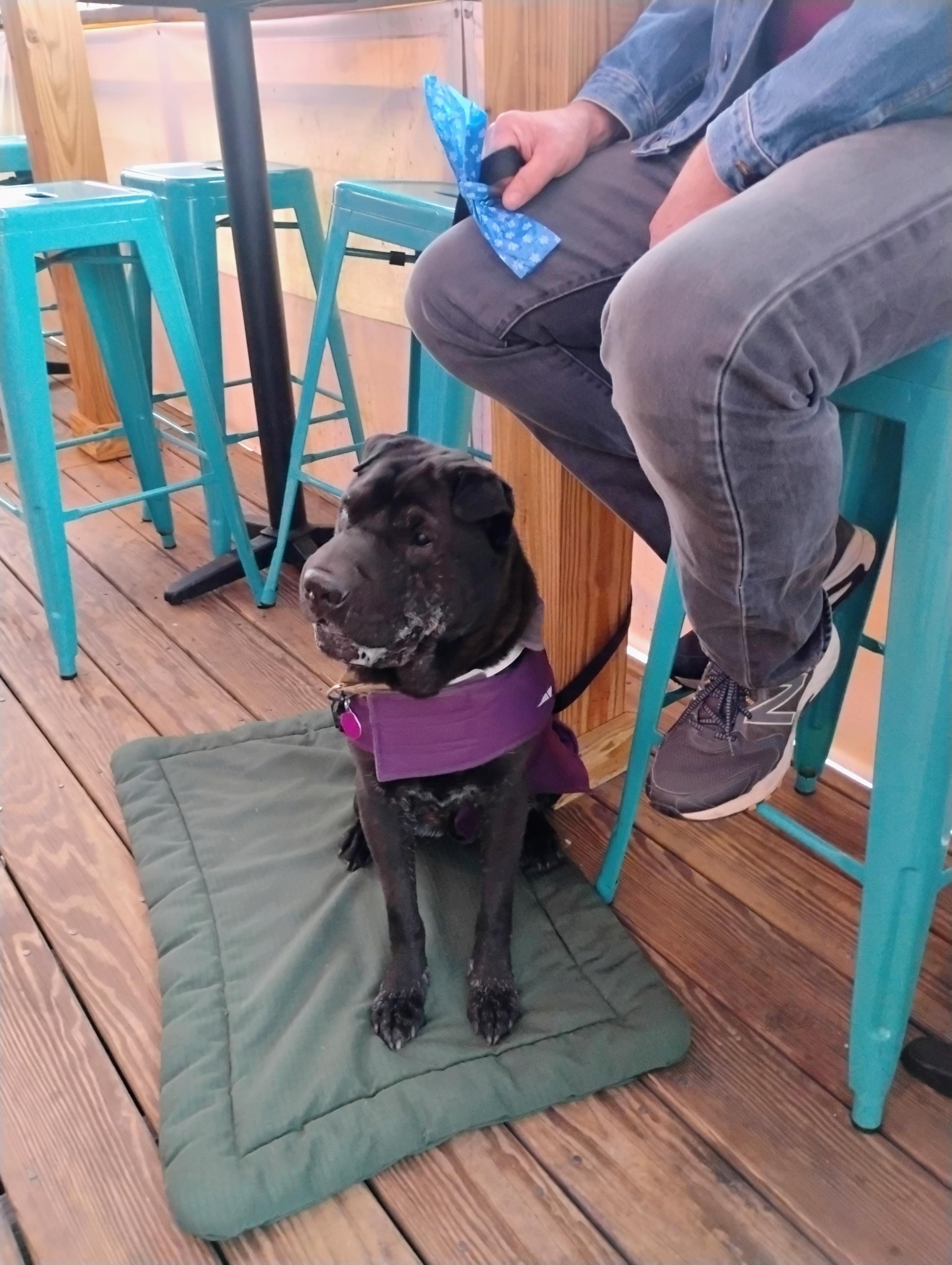 Enlarge BUGSY, a ADOPTABLE Shar-Pei in Olney, MD image 3/5