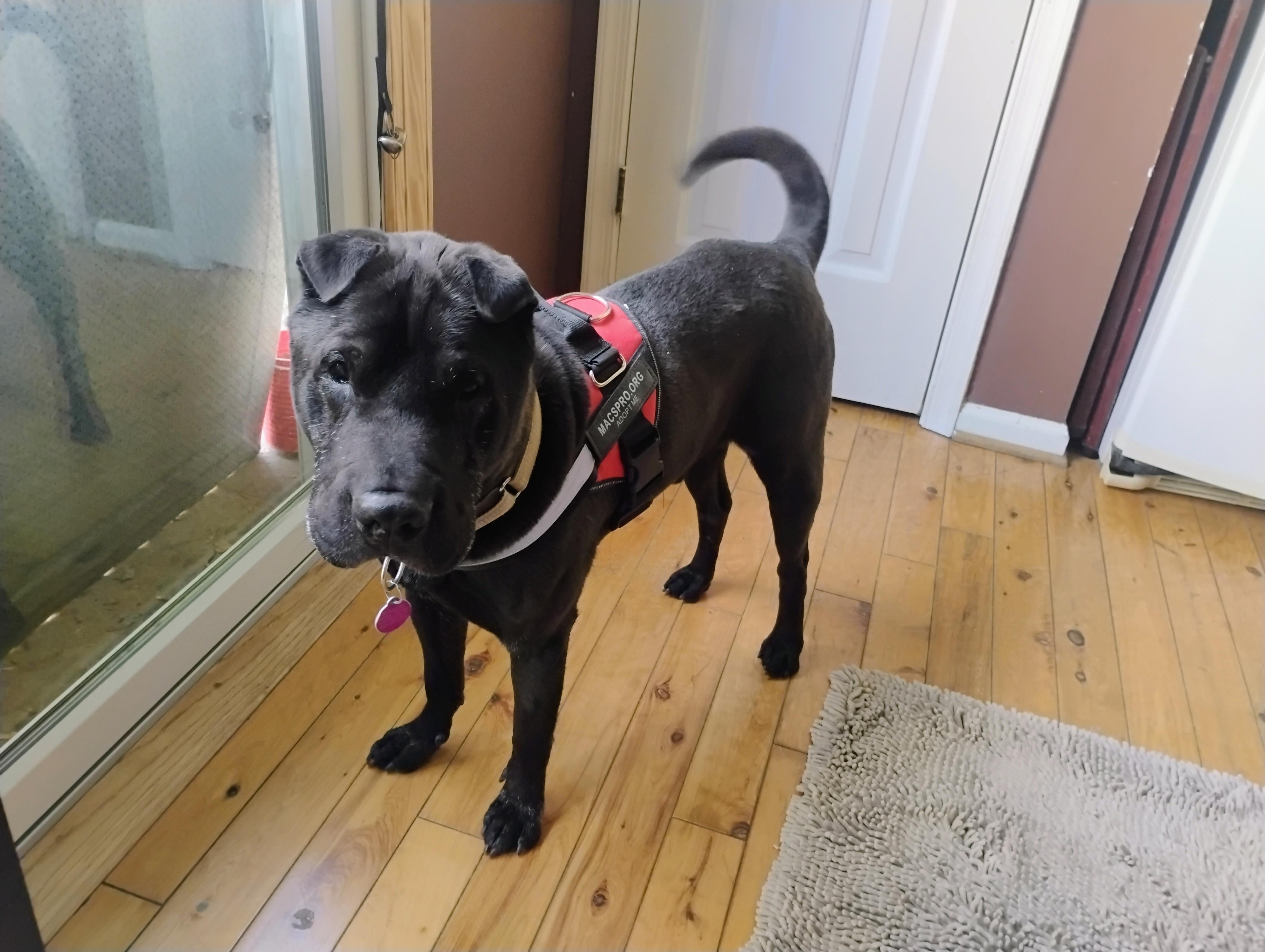 Enlarge BUGSY, a ADOPTABLE Shar-Pei in Olney, MD image 1/5