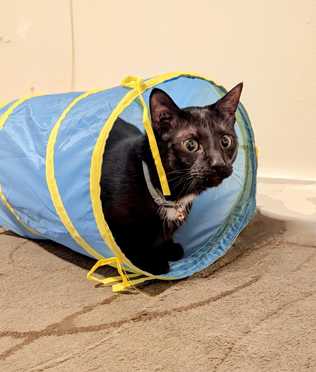 Enlarge Winston Black, a ADOPTABLE Domestic Short Hair in Winnipeg, MB image 4/6