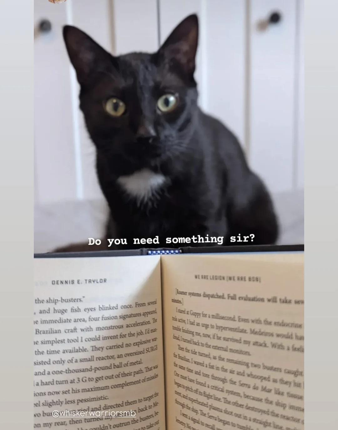 Enlarge Winston Black, a ADOPTABLE Domestic Short Hair in Winnipeg, MB image 6/6