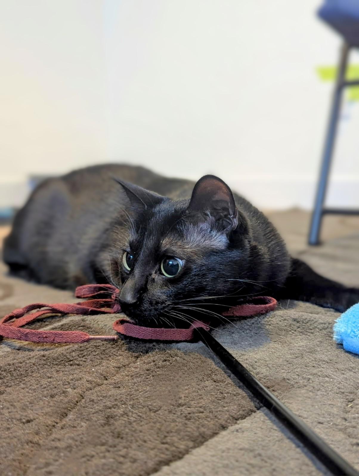 Enlarge Winston Black, a ADOPTABLE Domestic Short Hair in Winnipeg, MB image 5/6