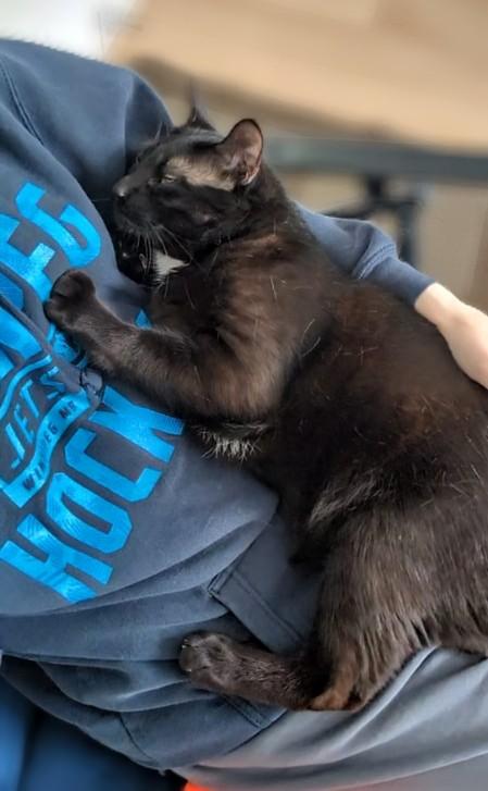 Enlarge Winston Black, a ADOPTABLE Domestic Short Hair in Winnipeg, MB image 3/6