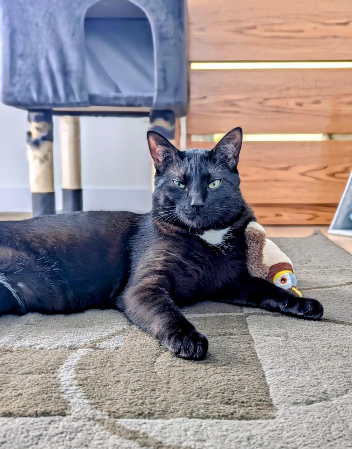 Enlarge Winston Black, a ADOPTABLE Domestic Short Hair in Winnipeg, MB image 2/6
